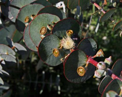 Eucalyptus pulverulenta